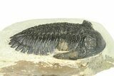 Hollardops Trilobite Fossil - Ofaten, Morocco #287464-3